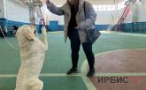 Выставка собак проходит в Павлодаре